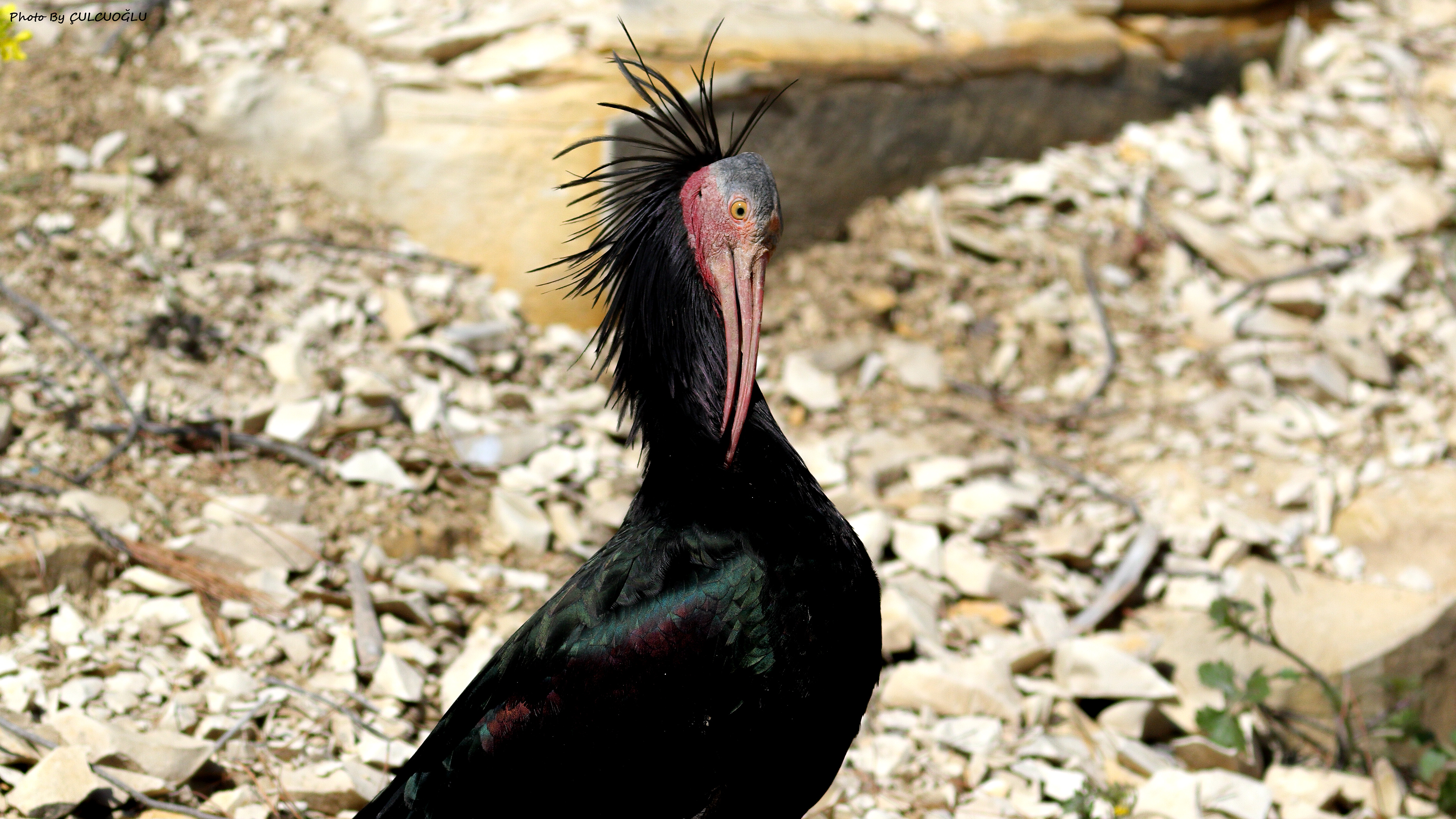 Northern Bald Ibis